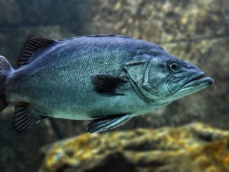 Kolagen rybi – co warto o nim wiedzieć?