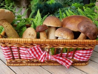 Jak wygląda suszenie grzybów w piekarniku?