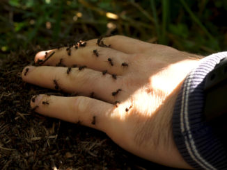 Ugryzienie mrówki – co robić?