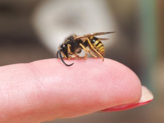 Ukąszenie pszczoły – jak wygląda opuchlizna na drugi dzień?
