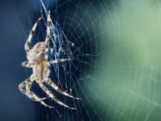 Sennik – pająk. Znaczenie snu o pająkach