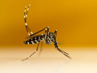 Groźny komar tygrysi w Polsce. Jak go rozpoznać?