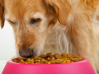 Dieta dla psa – co powinien jeść pies?