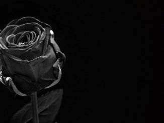 Czy czarne róże istnieją?