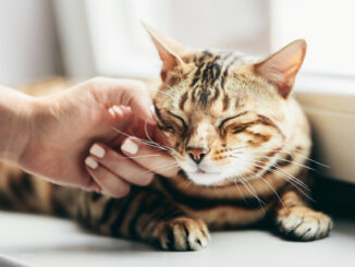 Jak nauczyć kota korzystania z kuwety?