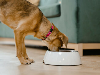 Jak często karmić psa? Podpowiadamy