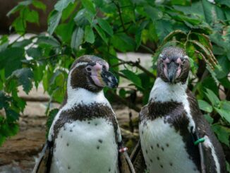 Dzień Pingwina w Płockim Zoo: Akademia N69 dba o nowych mieszkańców!